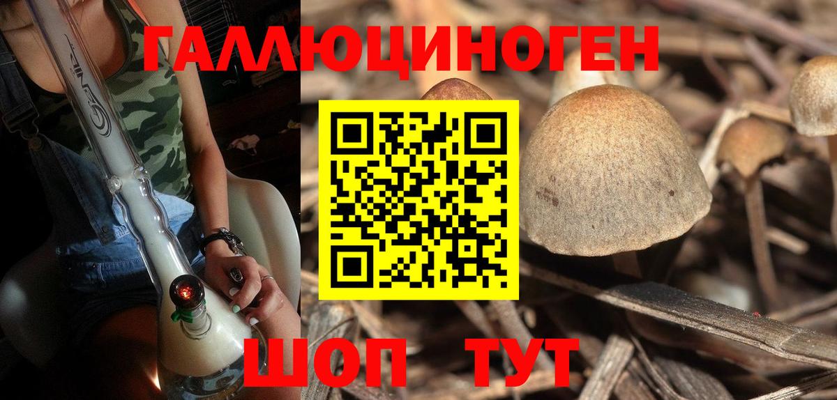 Галлюциногенные грибы Psilocybine cubensis Саратов